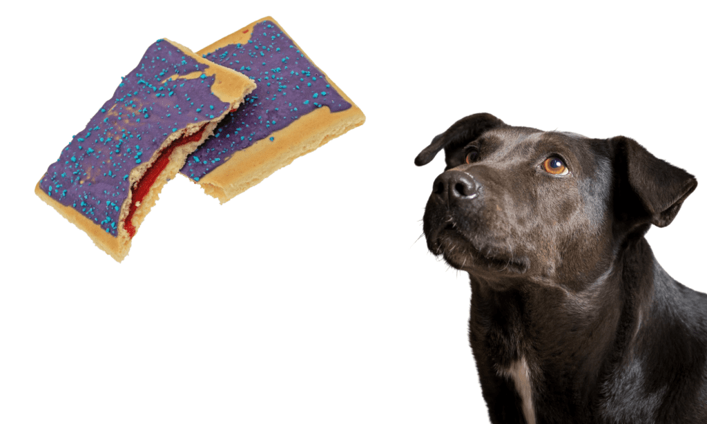 are poptarts good for dogs