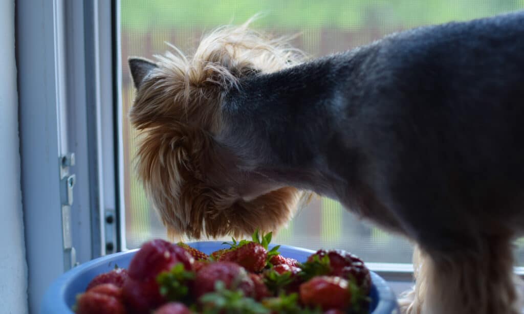 dog having some strawberries