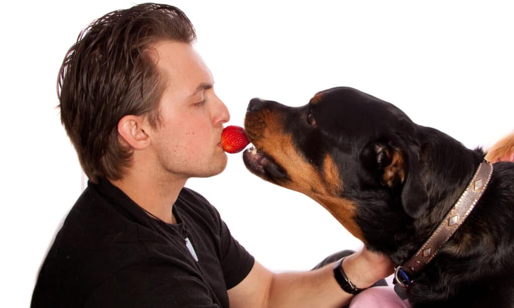 can dogs eat strawberry ice cream