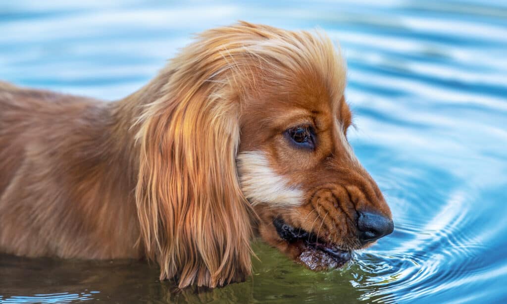 is it ok for dogs to eat goldfish? cocker spaniel in pond