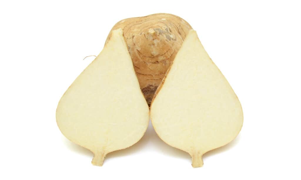 cross section of jicama