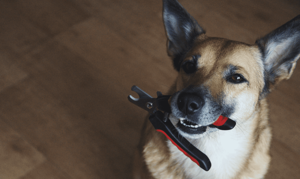 dog with nail clippers in his mouth