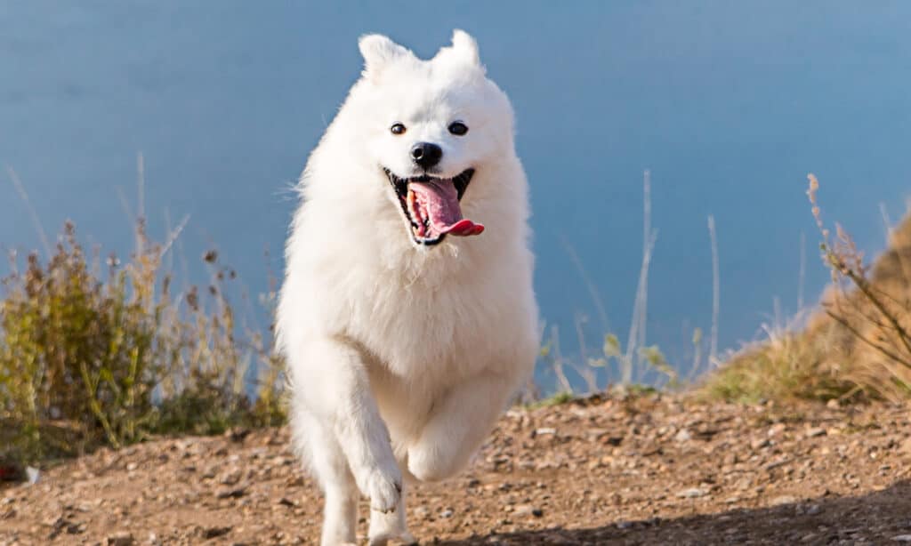 can-dogs-eat-chicken-thighs-raw-or-cooked