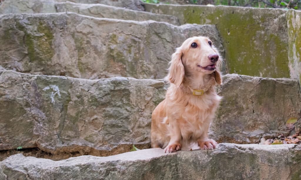 older dachshund on stone stairs