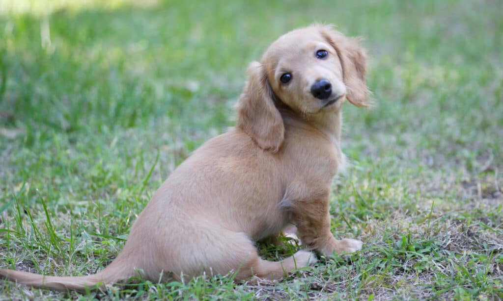 cute dachshund puppy looking at camera
