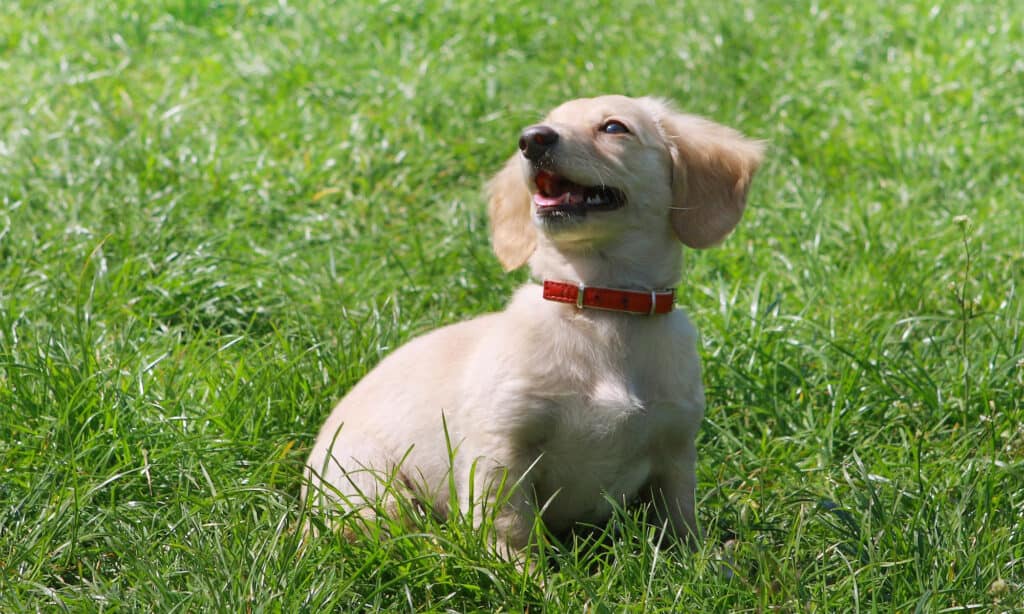 dachshund playing in grass