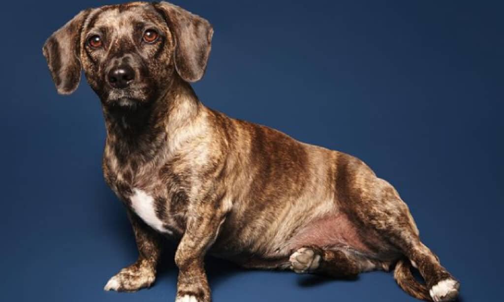 pitbull dachshund breed information