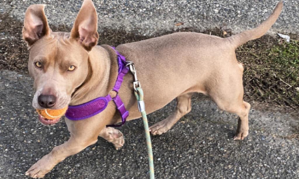 cute doxbull carrying a ball