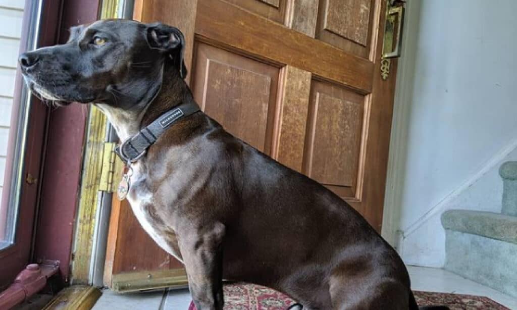 pitbull dachshund mix waiting at the door