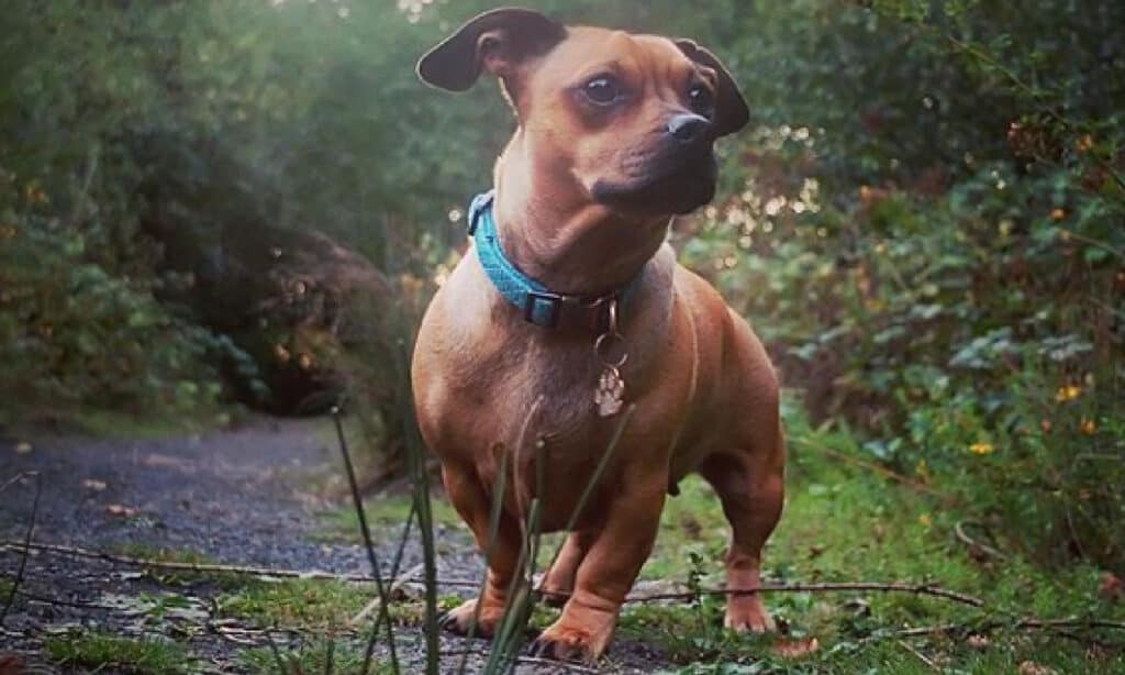 cute dachshund pug mix going for a hike