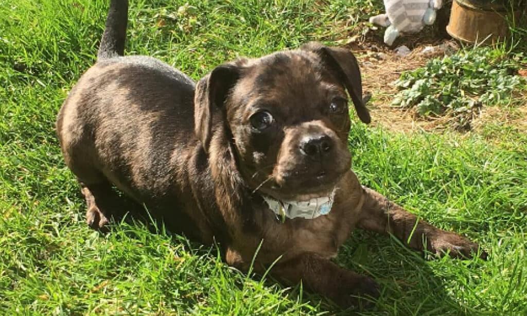 adorable dachshund pug mix puppy