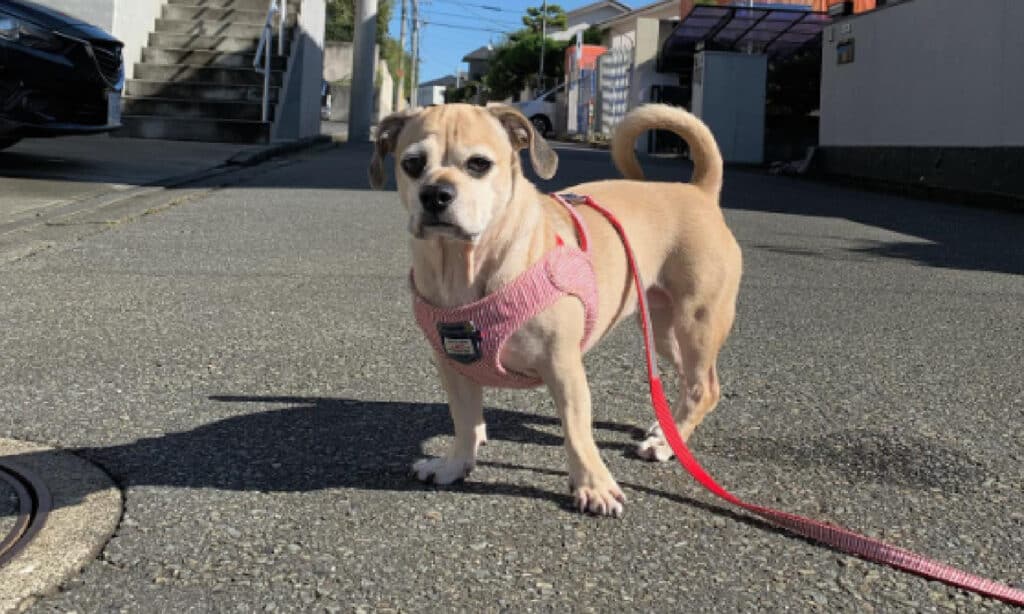 older pug dachshund mix going on a walk