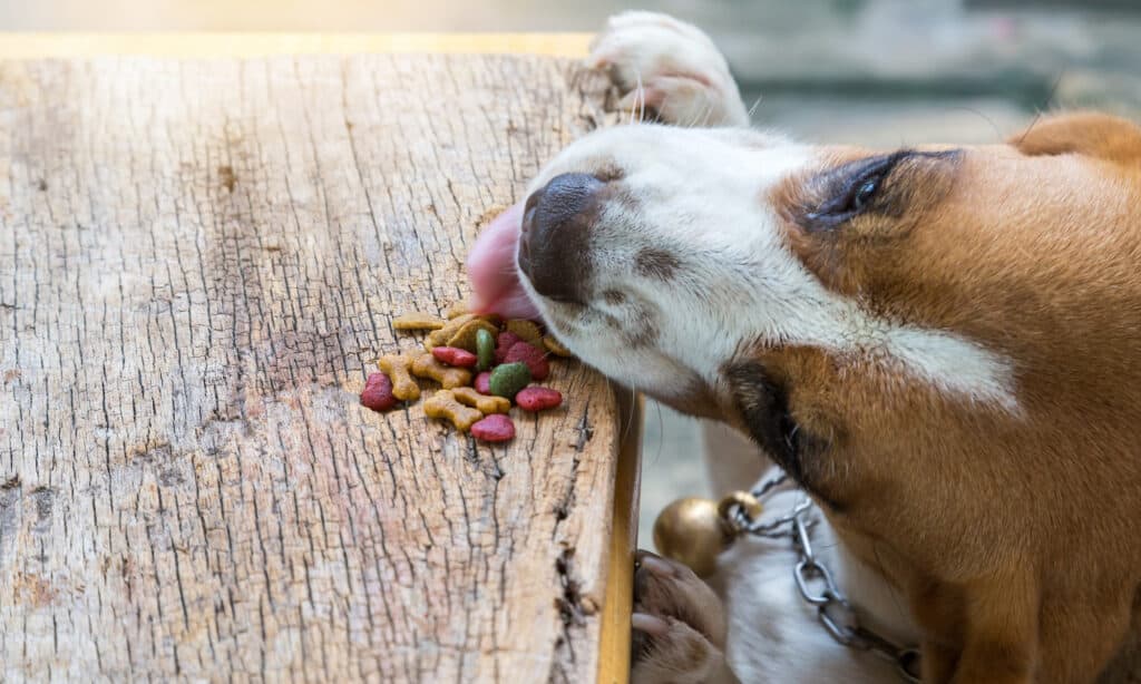 The benefits of exercise for dog digestive health