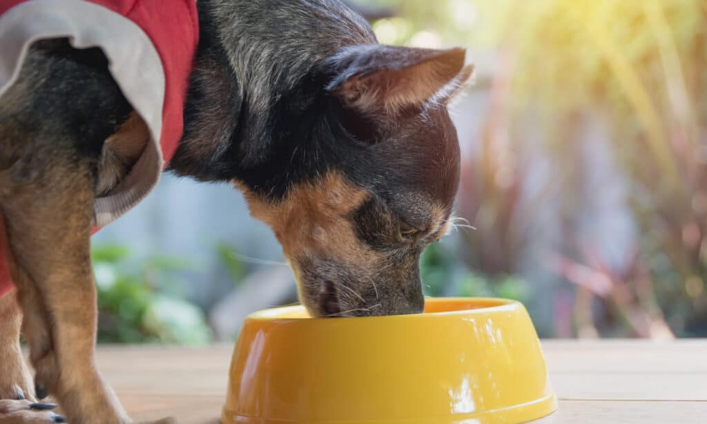 A dog's diet and its impact on digestive health