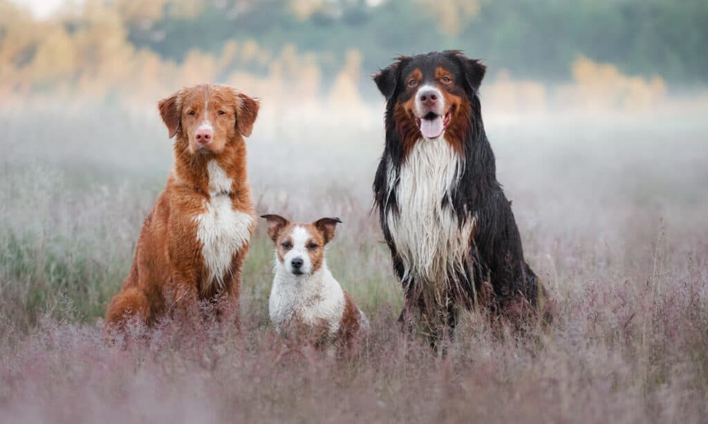 Stay Safe: Alternatives to Pinesol for Dog Owners