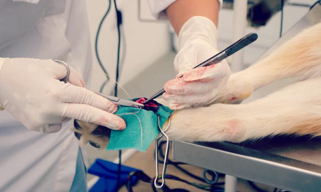 surgical repair of a dewclaw on a dog