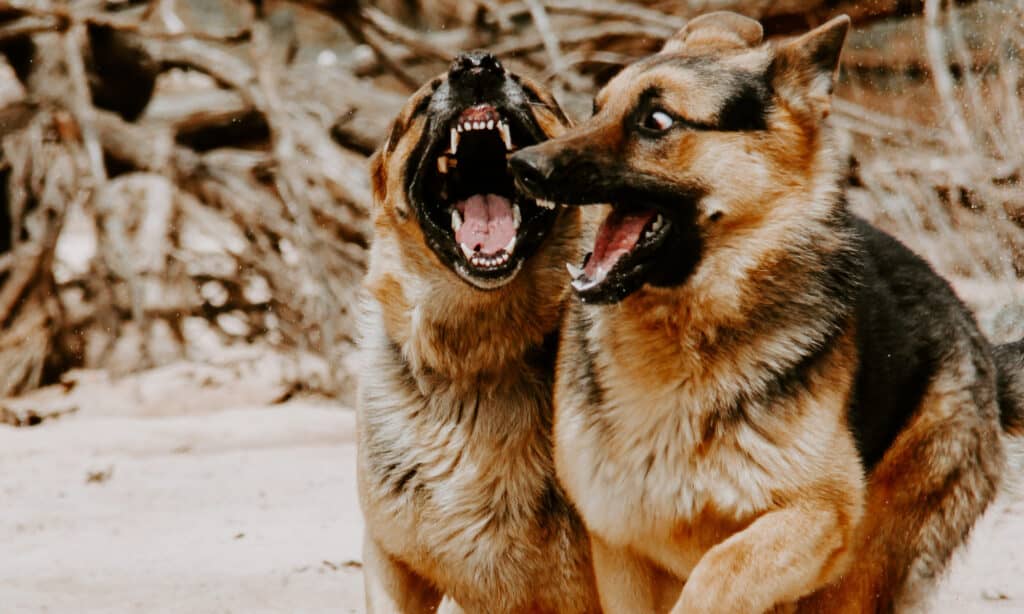 dog ear biting aggression