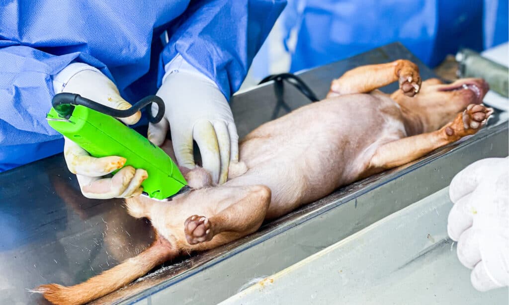 dog getting prepped for a neuter