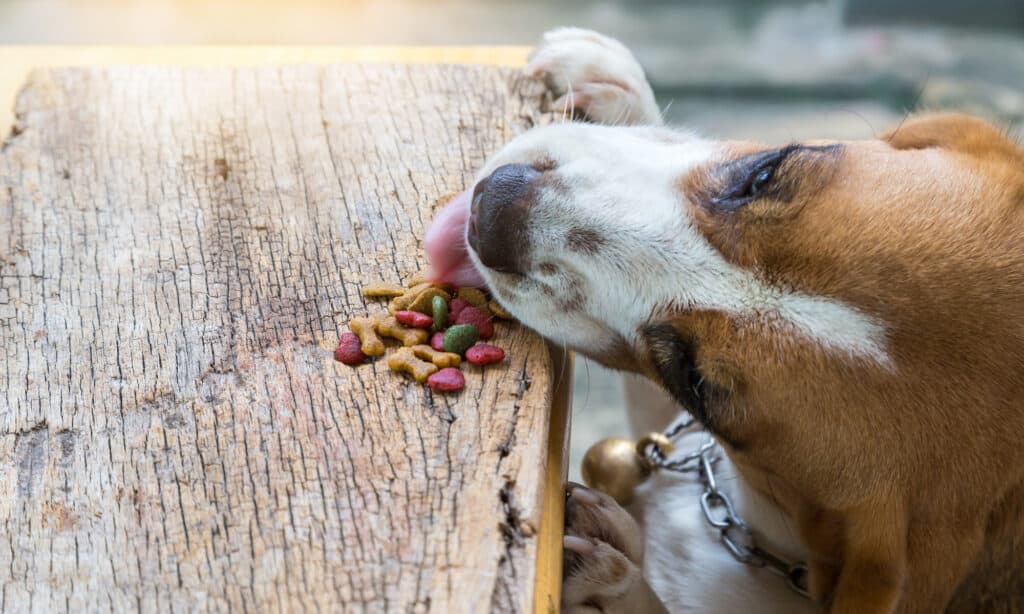 dog eating grain filled kibble - is it good for dogs