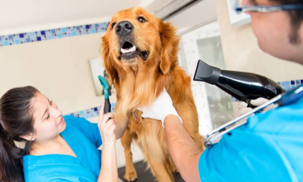dog itch after grooming golden retriever getting groomed