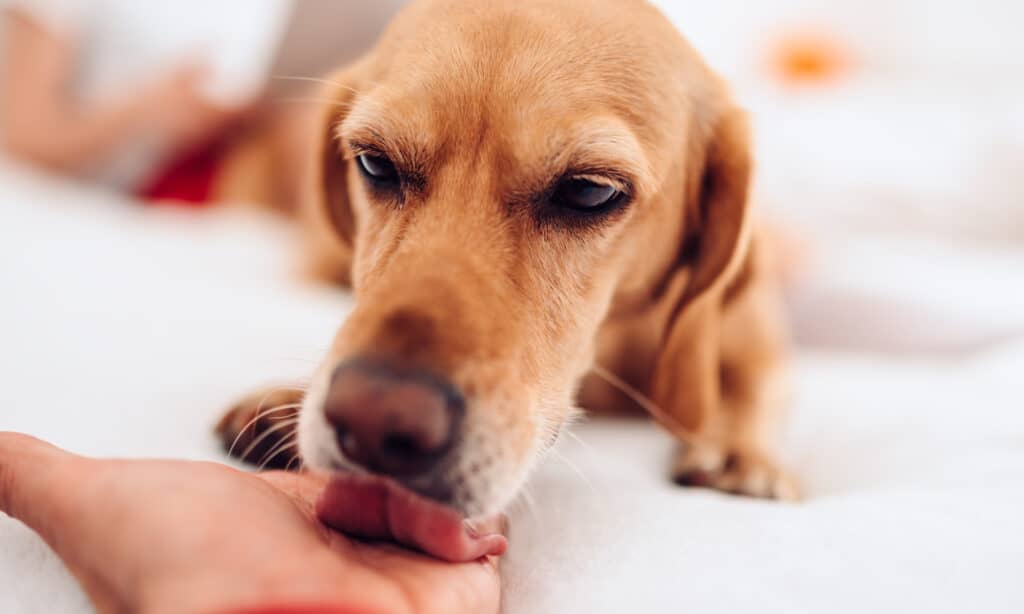 Can dogs contract diseases from licking human blood?