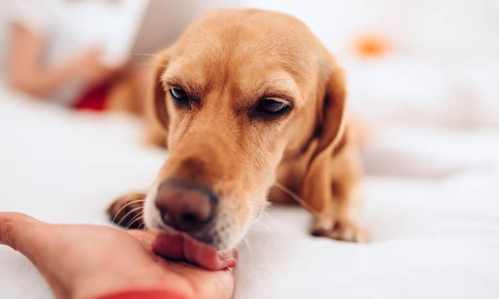 Canine comfort: dog licking a cozy blanket