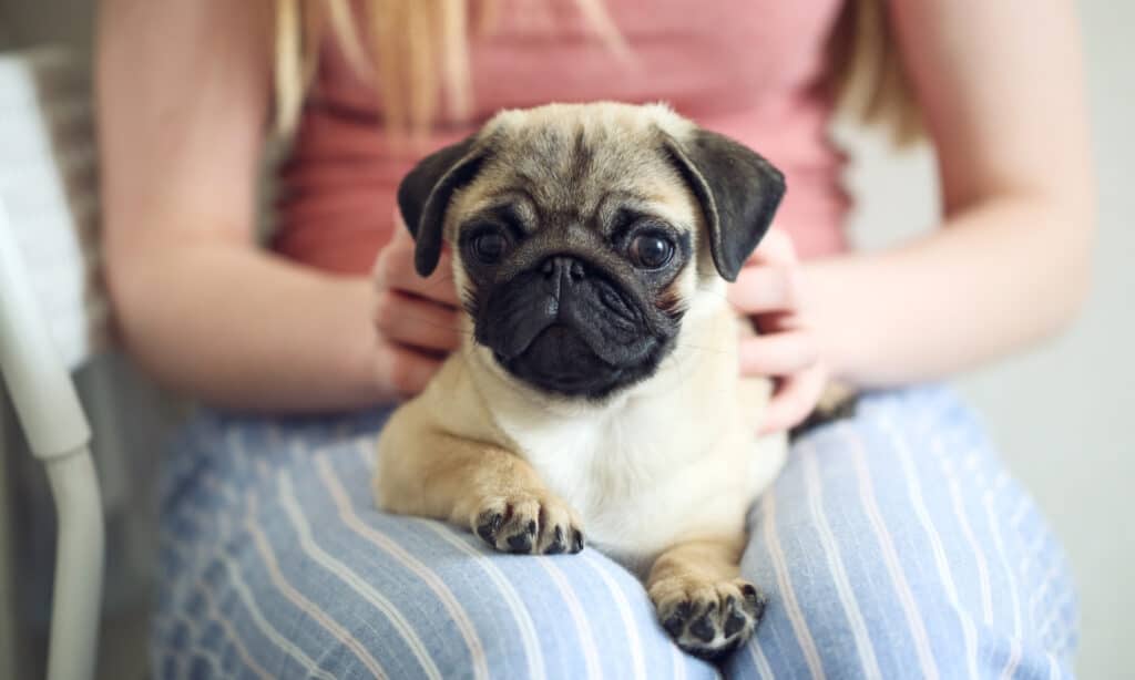 Cute young pug with a very flat face, that might need surgery