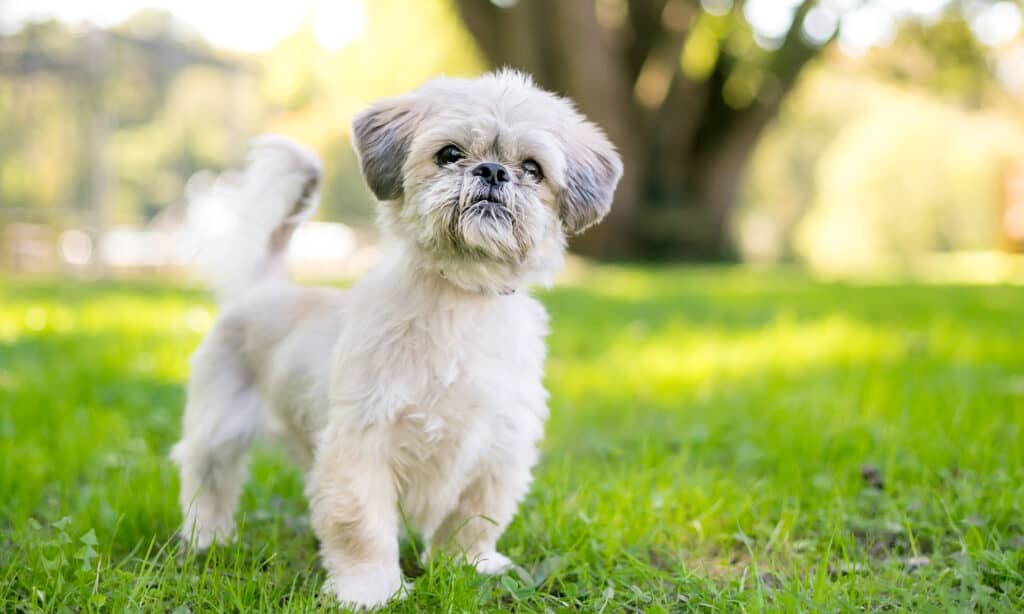 brachycephalic dog breeds include
English Bulldog, French Bulldog, Pug, Boxer, Boston Terrier, Shih Tzu, Pekingese