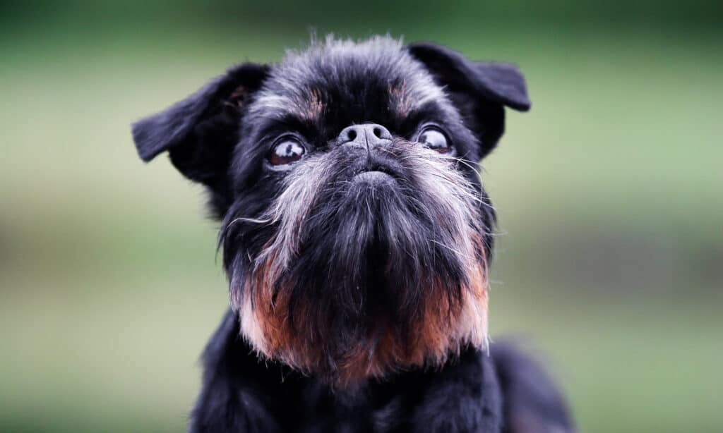 a Brussels Griffon dog with open air way