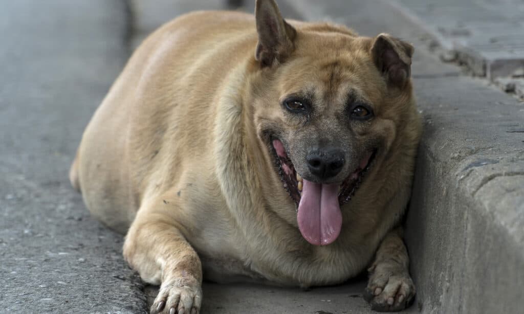 "Obesity in dogs - health risks and prevention tips