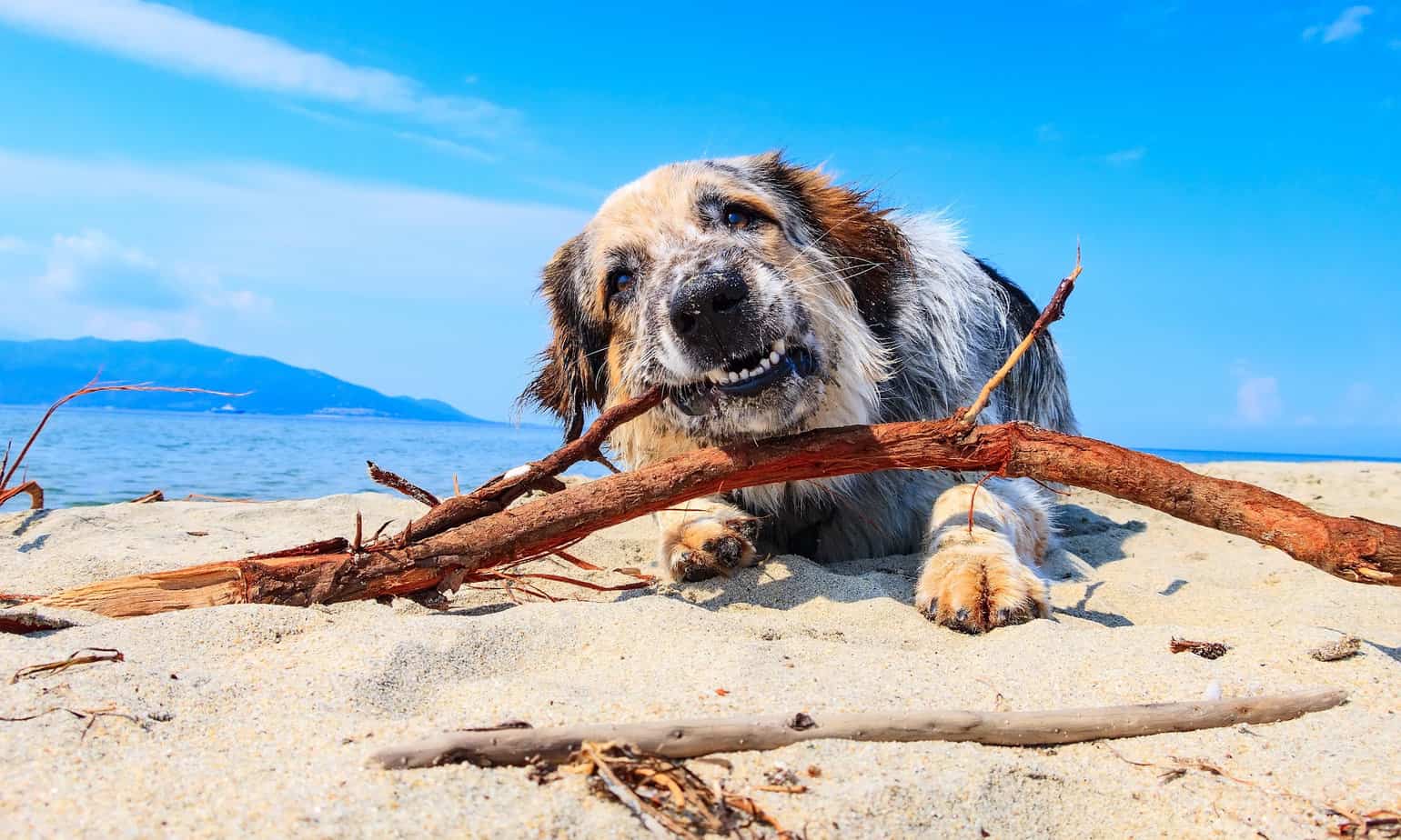 A closer look at Canine Pica Behavior Guide