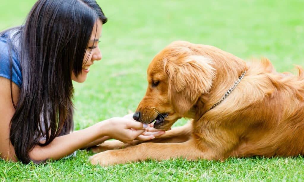 Girl feeding healthy food to her dog as part of a balanced diet - promoting healthy food for dogs