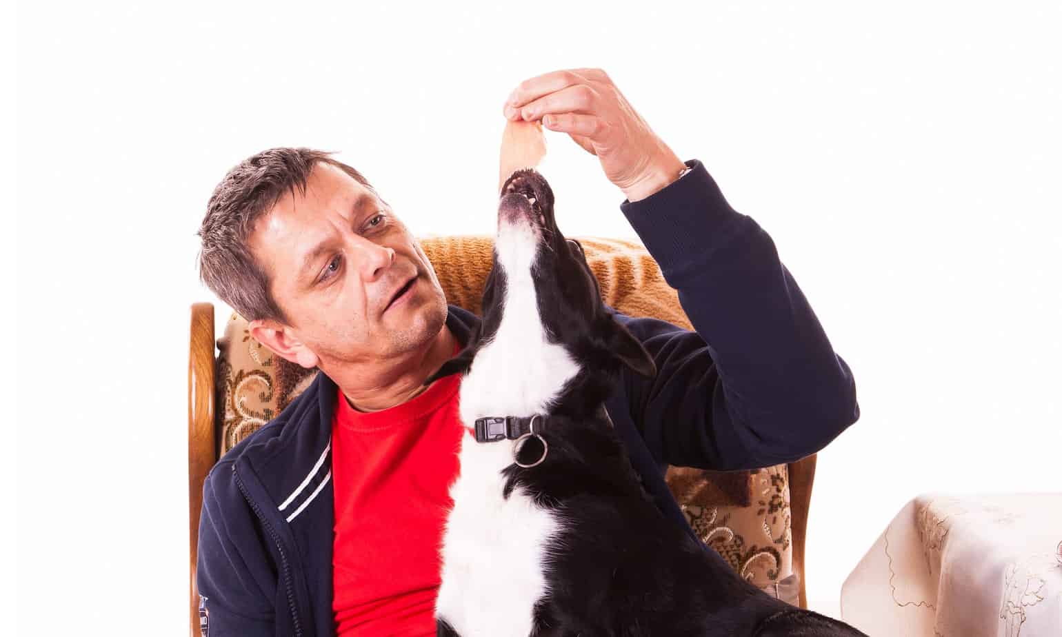 Picture of The Dog Digestive System: An In-Depth Look at Gut Health