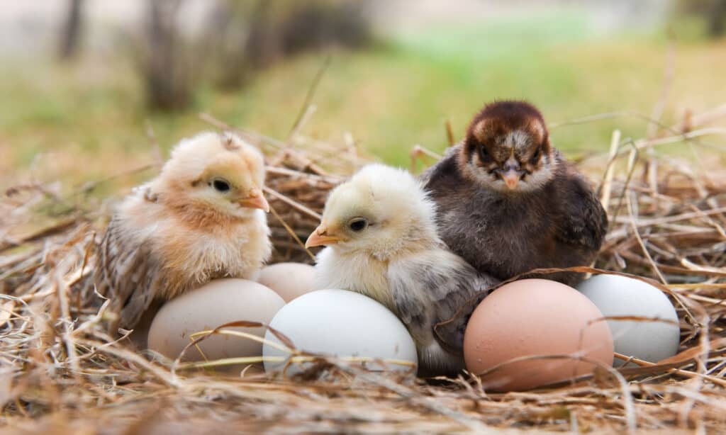 chickens in nest with eggs, dog allergic to eggs
