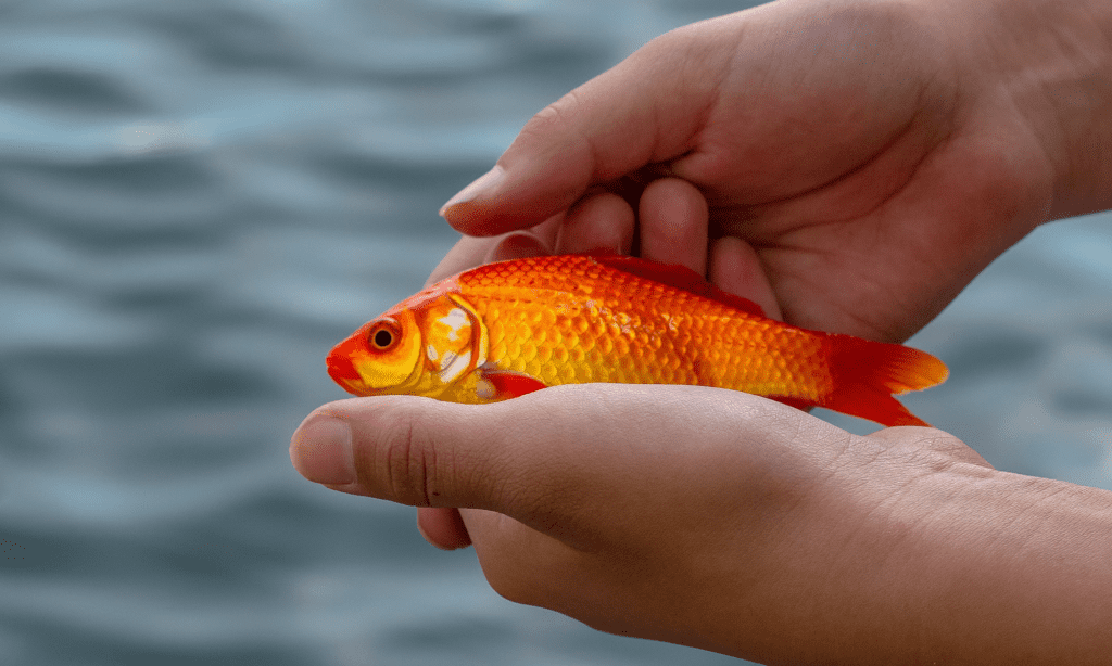 are gold fish safe for dogs to eat