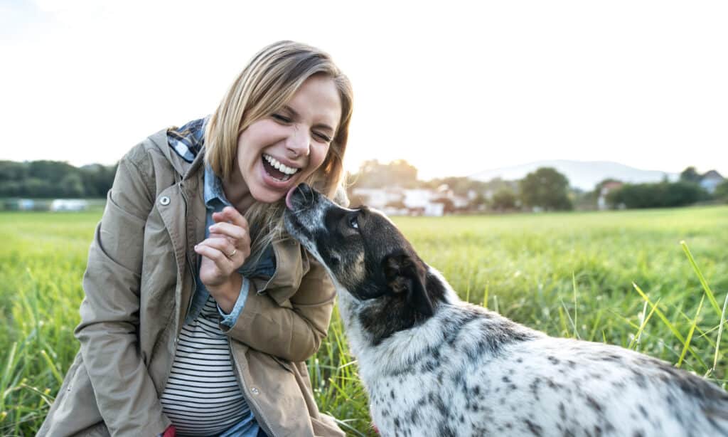 A dog enjoying a digestive health treat
