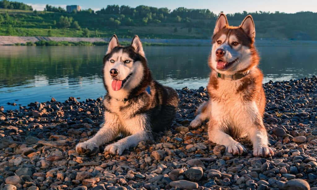 happy huskies by the river