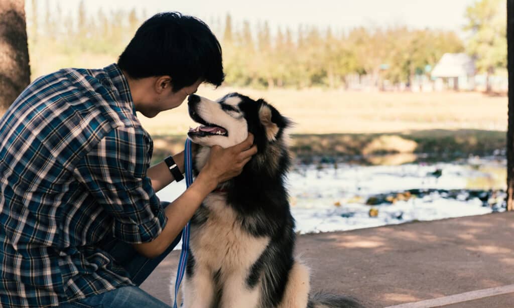 guy giving his husky some emotional support