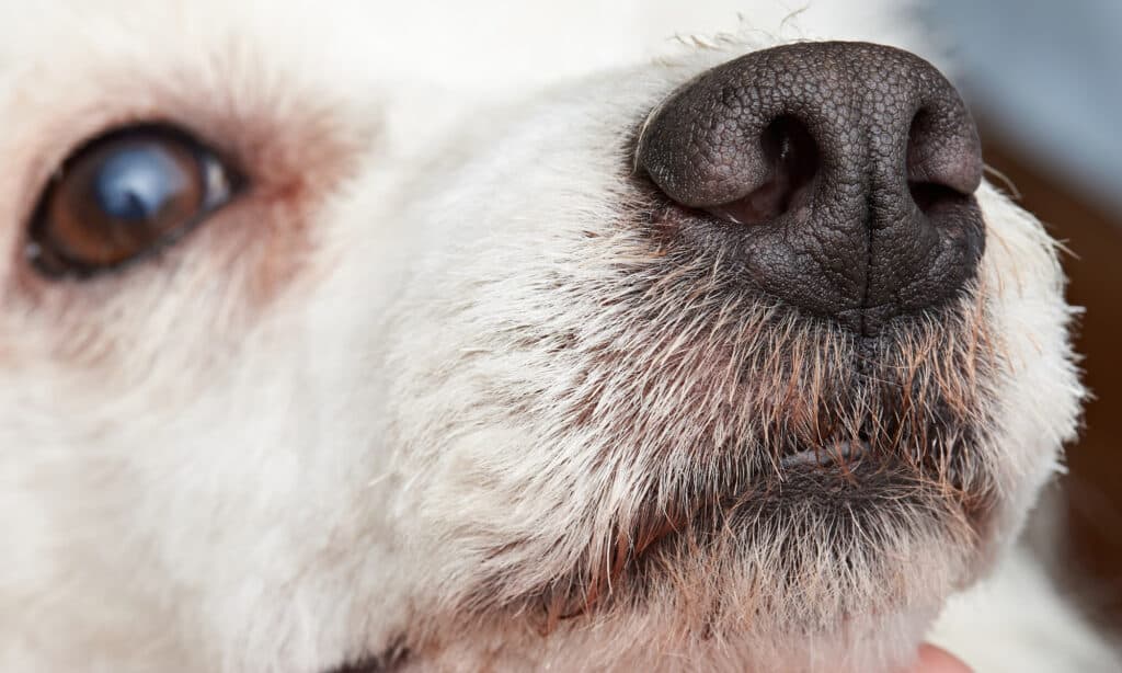 ingrown whisker in dogs info what do i do
