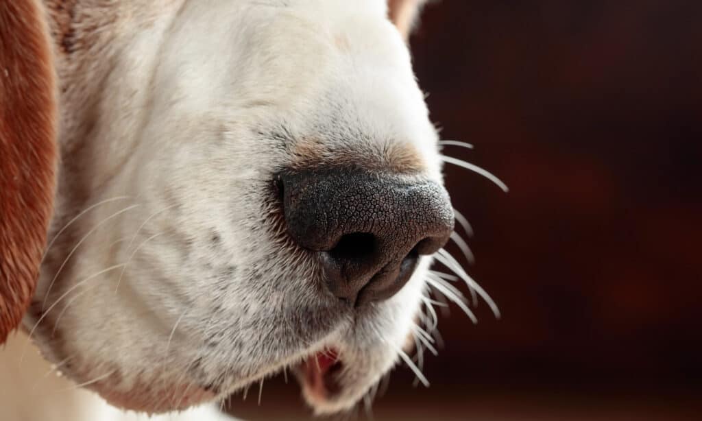 ingrown whisker in dogs symptoms and treatment