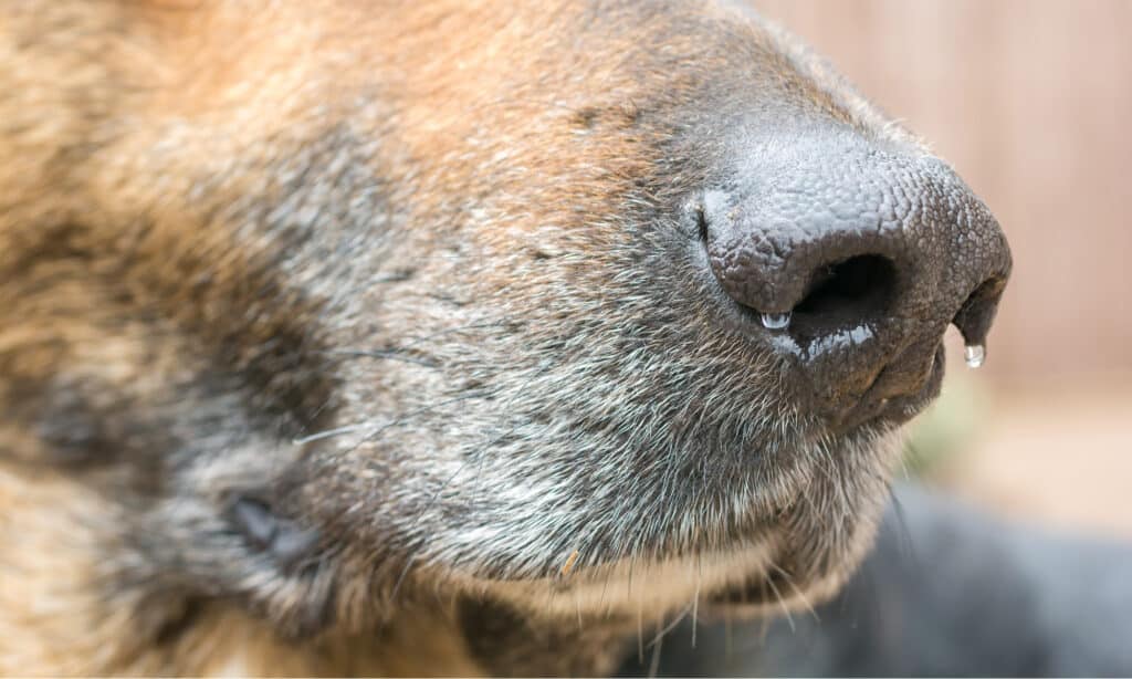 ingrown whiskers in dogs information and treatment