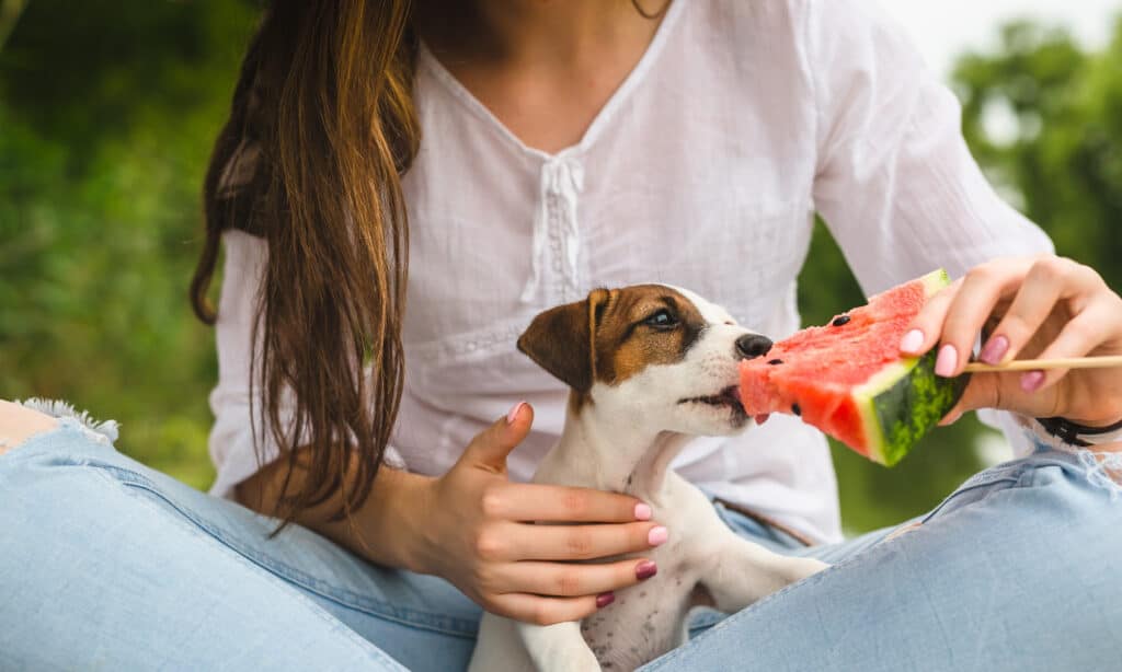 jack russel puppy eating watermelon - a healthy food for dogs