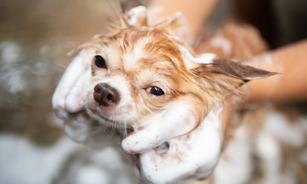 alternatives to dove soap for dogs