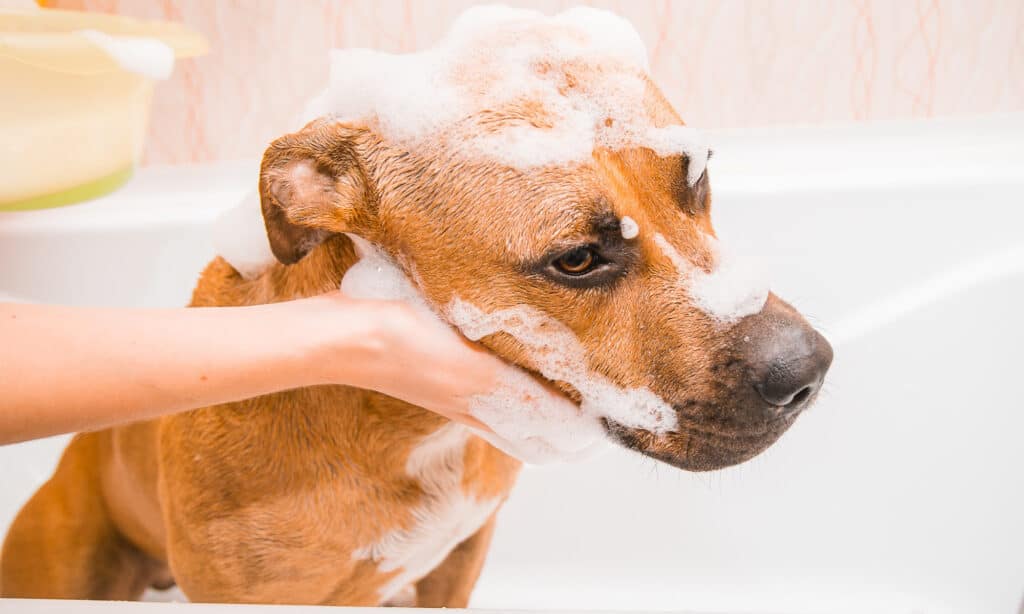 is dove soap toxic to my dog