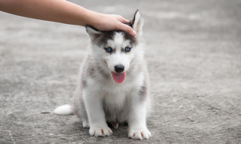 petting adorable husky puppy