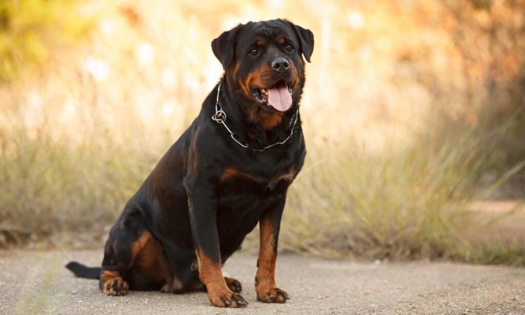 How to tell if my rottweilers is skinny. Solutions and treatment