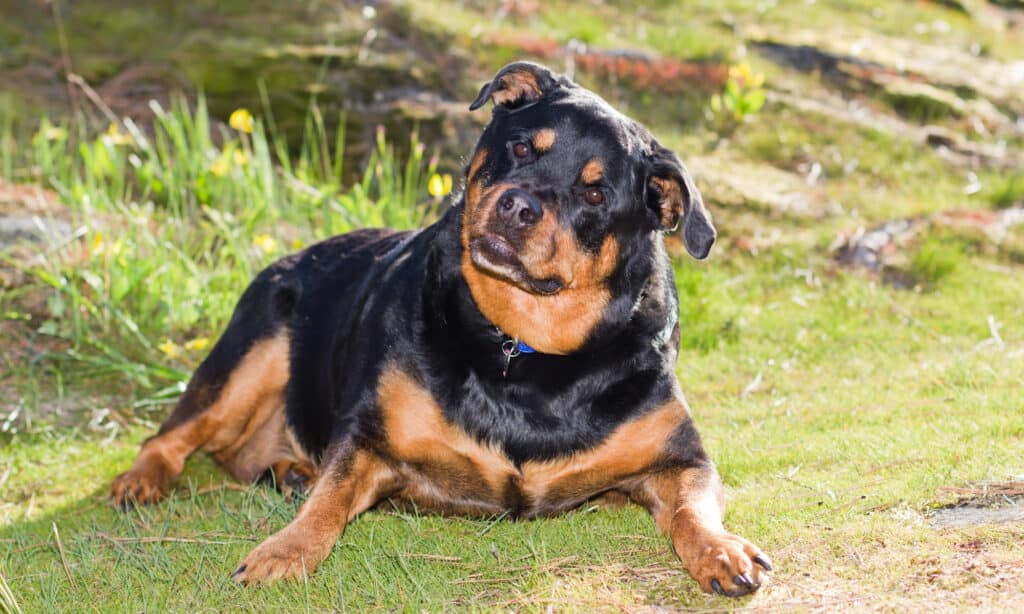 Causes of weight loss in rottweilers