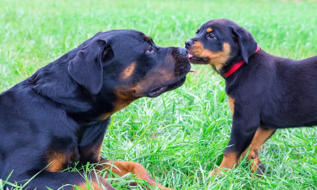 What do I need to do if I think my rottweiler needs to gain weight