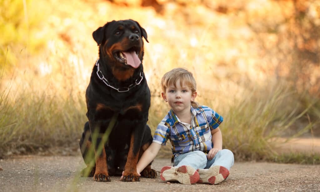 diet and feeding schedule for skinny rottweiler