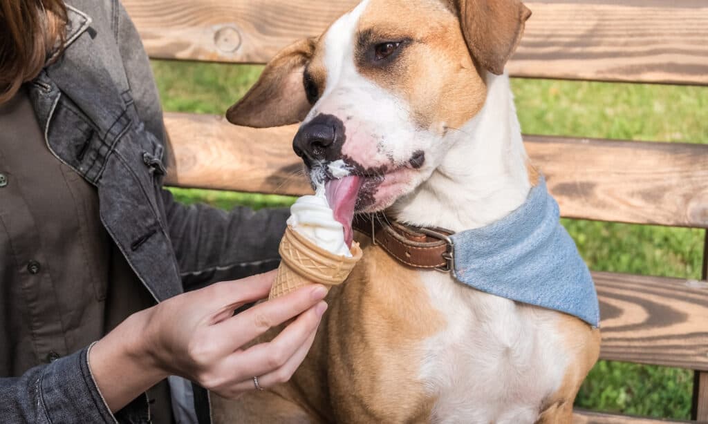 dog eating an ice cream cone